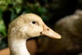 Portrait of a yellow duckling head. young duck brood