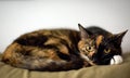 Portrait of a Yellow-Eyed Tortie Cat Royalty Free Stock Photo