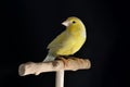 Portrait of yellow female canary in studio Royalty Free Stock Photo