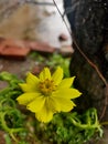 Portrait of a yellow flower blur background Royalty Free Stock Photo