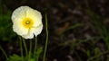 Portrait of a yellow flower.