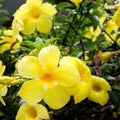 portrait of yellow flower with waterdrops Royalty Free Stock Photo