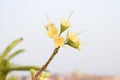 A portrait of a yellow flower which is blooming.