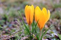 A portrait of yellow flowering crocus as a first sign of spring Royalty Free Stock Photo