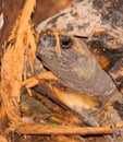 Portrait of a Yellow-footed Tortoise