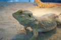 portrait of yellow-gray iguanas chameleon or lizard. close-up shot head of reptile.