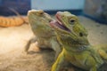 portrait of yellow-gray iguanas chameleon or lizard. close-up shot head of reptile.