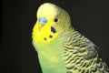 Portrait of a yellow and green cute budgie on a dark background. Close Royalty Free Stock Photo