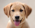 Portrait of a Yellow Labrador Puppy