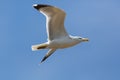 Portrait yellow-legged gull larus michahellis flight, blue sky Royalty Free Stock Photo