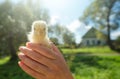 Portrait yellow of little chicken in hand on village background