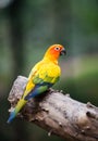 Portrait of yellow lovebird