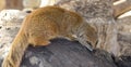 Yellow Mongoose portrait Royalty Free Stock Photo