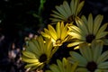 A portrait of a yellow spannish daisy or osteospermum flower getting hit by a ray of light while standing in between others of its