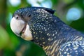 Yellow-tailed black cockatoo Calyptorhynchus funereus Royalty Free Stock Photo