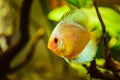 Portrait of a yellow tropical Symphysodon discus fish in a fishtank. Royalty Free Stock Photo