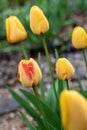 Portrait of yellow tulips and red and yellow tulips growing in a home garden, springtime in the Pacific Northwest