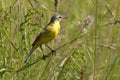 Bird the yellow Wagtail sings among the flowers on a Sunny meadow in the summer. Royalty Free Stock Photo