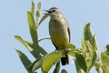 Bird the yellow Wagtail sings among the flowers on a Sunny meadow in the summer. Royalty Free Stock Photo