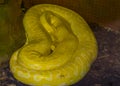 Portrait of a yellow and white asian rock python, popular tropical reptile specie from India