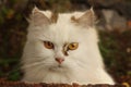 portrait of a yelloweyed white cat