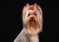 Portrait yorkie puppy on black background