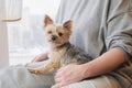 Portrait of a Yorkie Terrier breed dog on a woman`s lap