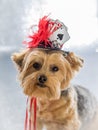 Portrait of Yorkie Dog wearing her lucky hat Royalty Free Stock Photo