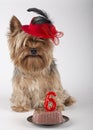 Portrait of yorkshire with his birthday cake Royalty Free Stock Photo