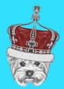 Portrait of Yorkshire Terrier Dog with crown. Royalty Free Stock Photo