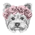 Portrait of Yorkshire Terrier Dog with floral head wreath.