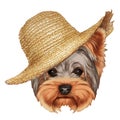 Portrait of Yorkshire Terrier Dog with straw hat.