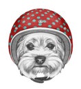 Portrait of Yorkshire Terrier with Helmet.