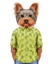 Portrait of Yorkshire Terrier in summer shirt.