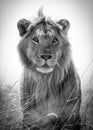 Portrait of a young, adolescent male lion as he surveys the savannah Royalty Free Stock Photo