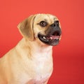 Portrait of young adorable happy puggle