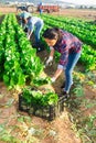 Latino female worker picking chard on field