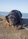 Portrait of young adult rottweiler dog sitting on a sandy beach