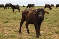 Portrait of an young African buffalo on a green pasture