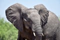 Portrait of a young African Elefant