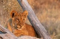 Lion cub isolated lying in the sun next to a dry tree Royalty Free Stock Photo