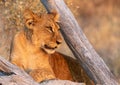 Lion cub isolated lying in the sun next to a dry tree Royalty Free Stock Photo