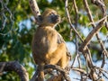 Portrait of young African savannah baboon sitting in branch of a tree on sunny day, Chobe NP, Botswana, Africa Royalty Free Stock Photo