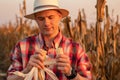 Young farmer standing in corn field, examining the crop before harvest at sunset. Royalty Free Stock Photo