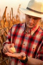 Young farmer standing in corn field, examining the crop before harvest at sunset. Royalty Free Stock Photo