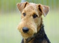 Portrait young Airedale Terrier dog green background Royalty Free Stock Photo