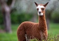 Portrait of a young Alpaca