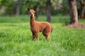 Portrait of a young Alpaca