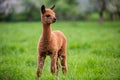 Portrait of a young Alpaca