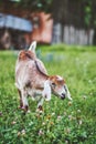 Portrait of a young Anglo-Nubian goat in a meadow on a summer day Royalty Free Stock Photo